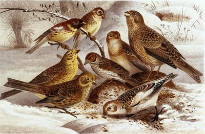 Mussen, plaat uit "Brehms Tierleben: Allgemeine Kunde des Tierreichs", deel 4, p. 335, uitgegeven door Bibliographisches Institut door German School