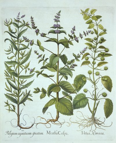 Spearmint, Romeinse Brandnetel en Langbladige Horsemint, uit Hortus Eystettensis, door Basil Besler, gepubliceerd 1613 door German School