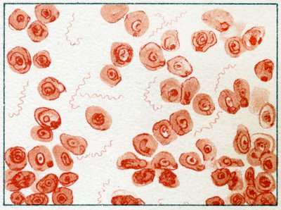 Spirillum bacteriën ca. 1890 door German School
