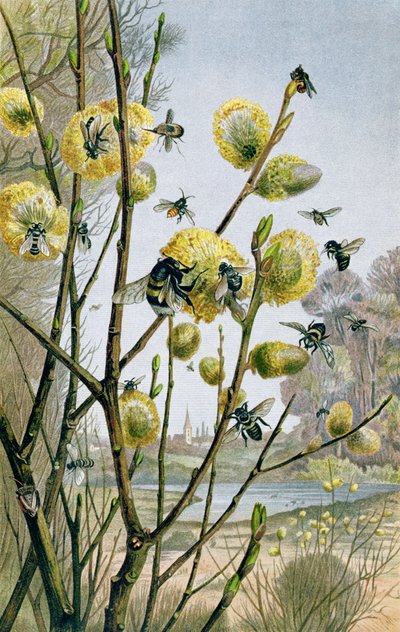 Lente in de insectenwereld, plaat uit Brehms Tierleben: Allgemeine Kunde des Tierreichs, vol.9, p.216, uitgegeven door Bibliographisches Institut, 1892 door German School