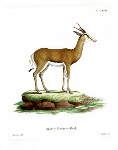 Springbok door German School