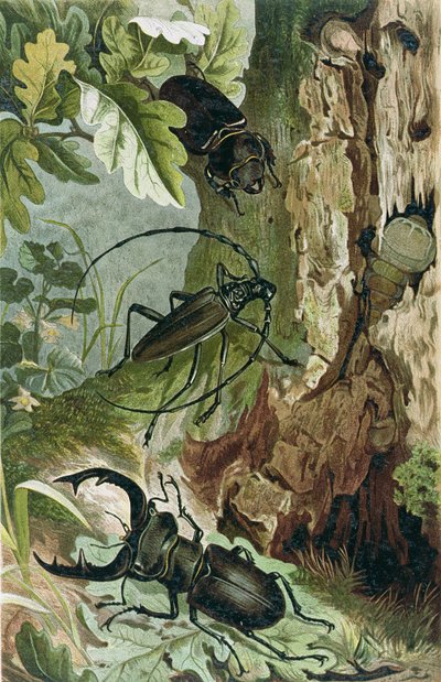 Vliegend hert en langhoornkever, plaat uit Brehms Tierleben: Allgemeine Kunde des Tierreichs, vol.9, p.80, uitgegeven door Bibliographisches Institut, 1892 door German School