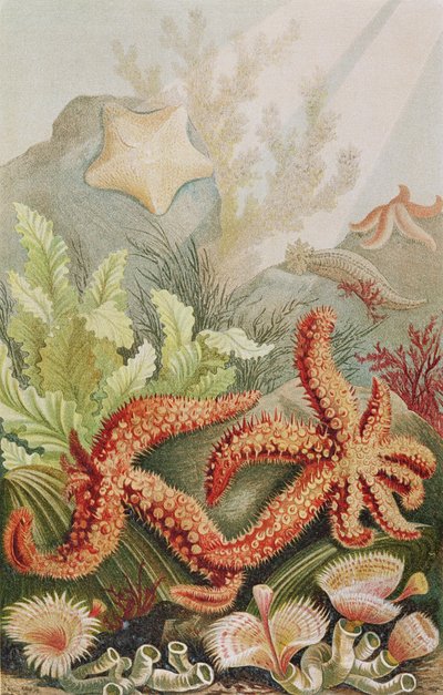 Zeester, plaat uit Brehms Tierleben: Allgemeine Kunde des Tierreichs, vol.10, p.528, gepubliceerd door Bibliographisches Institut, 1893 door German School