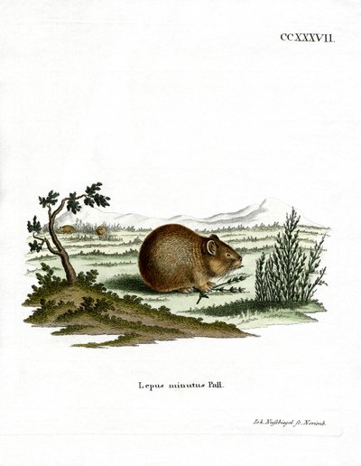 Steppe pika door German School