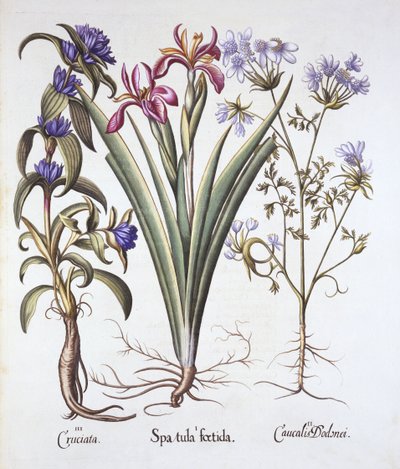 Stinkende Iris, Orlaya en Kruisbladgentiaan, uit Hortus Eystettensis, door Basil Besler, 1613 door German School