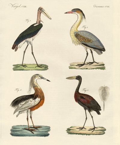Vreemde vogels door German School