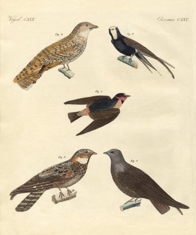 Vreemde vogels door German School