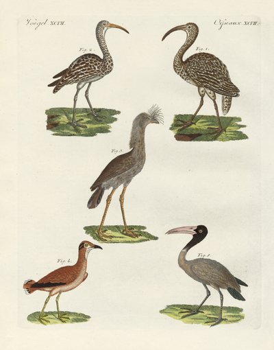 Vreemde vogels door German School