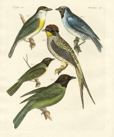 Vreemde vogels door German School