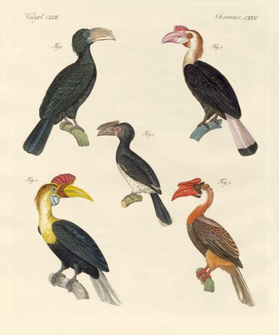 Vreemde vogels door German School