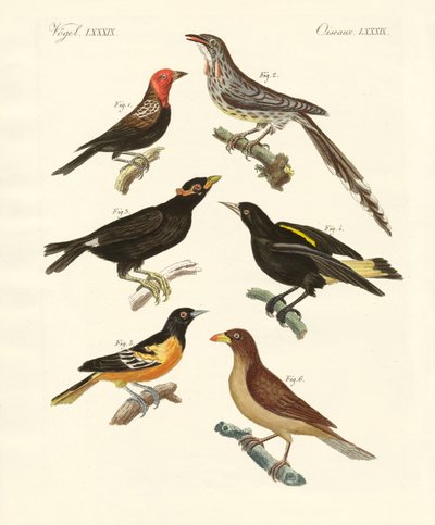 Vreemde vogels door German School