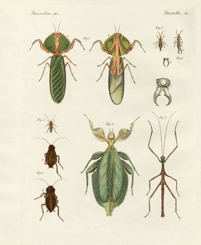 Vreemde insecten door German School