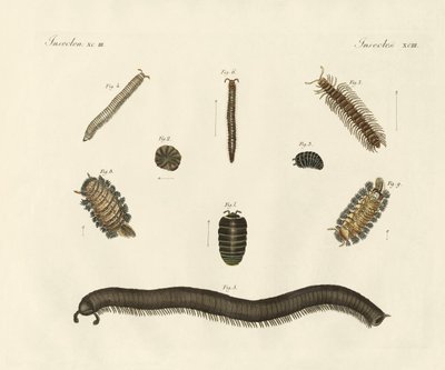 Vreemde insecten door German School