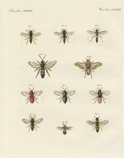 Vreemde insecten door German School