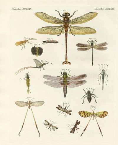 Vreemde insecten door German School