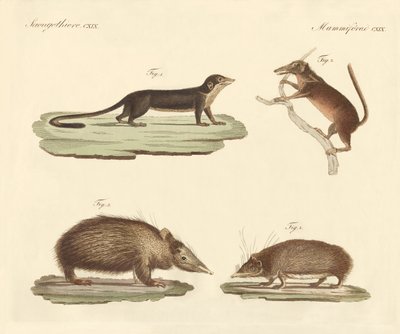 Vreemde zoogdieren door German School