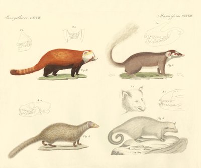 Vreemde zoogdieren door German School