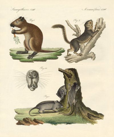 Vreemde zoogdieren door German School