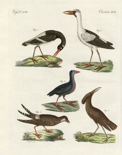 Vreemde moerasvogels door German School