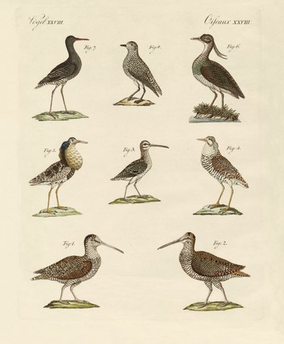 Vreemde moerasvogels door German School