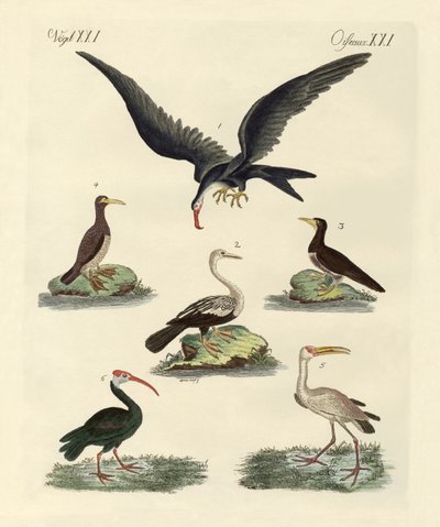 Vreemde moeras- en watervogels door German School