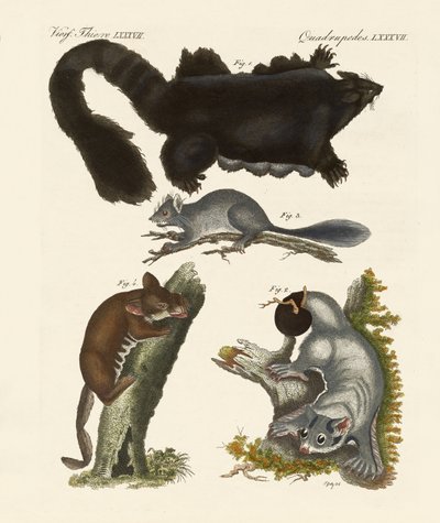 Vreemde buideldieren door German School