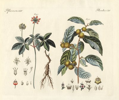 Vreemde planten door German School