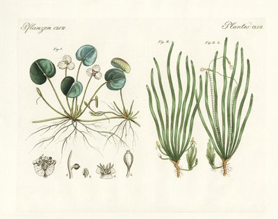 Vreemde planten door German School