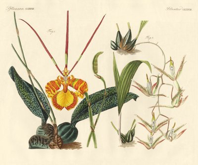 Vreemde planten door German School