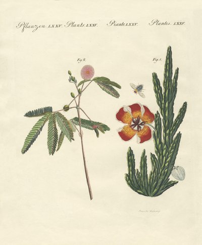 Vreemde planten door German School