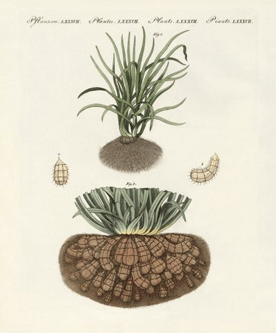 Vreemde planten door German School