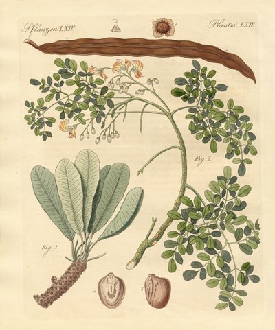 Vreemde planten door German School