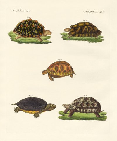 Vreemde schildpadden door German School