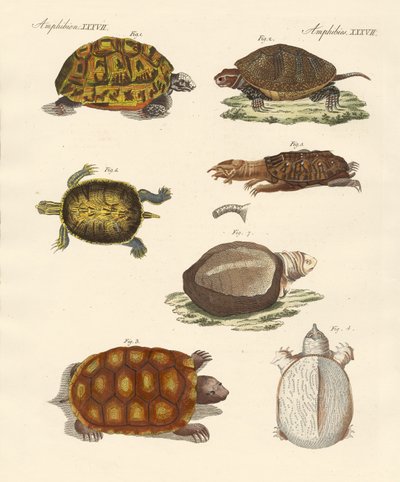 Vreemde schildpadden door German School
