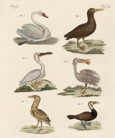 Vreemde watervogels door German School