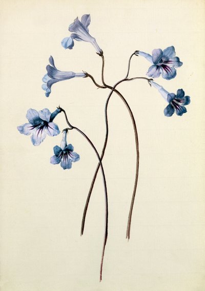 Streptocarpus, c.1790 door German School
