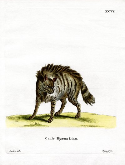 Gestreepte Hyena door German School