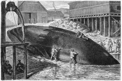 Spek verwijderen van een walvis in Finland, 1893 door German School