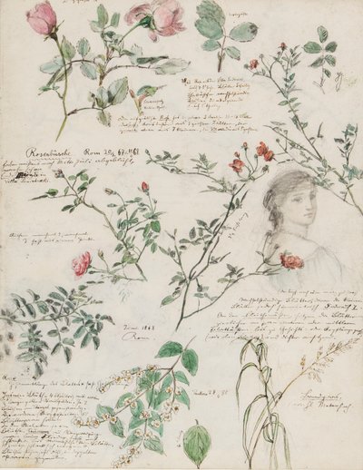 Studies van planten en figuren gemaakt in Rome en Pankow, Berlijn door German School