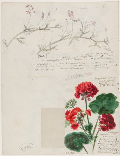 Studies van planten en figuren gemaakt in Rome en Pankow, Berlijn, 1868 door German School