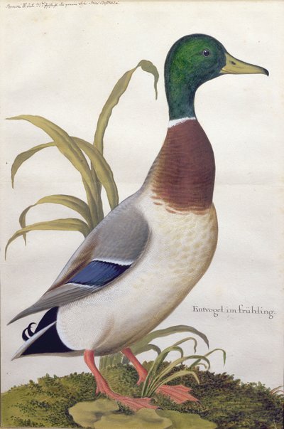 Studie van een wilde eend, c.1790 door German School