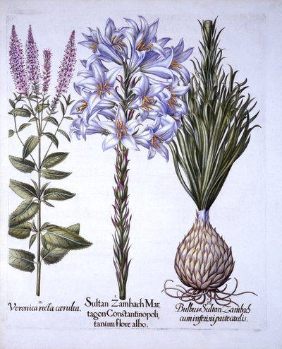 Sultan Zambach Lelie en Bol, Veronica, uit Hortus Eystettensis, door Basil Besler, 1613 door German School