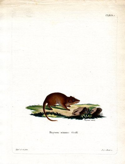 Moeras Antechinus door German School