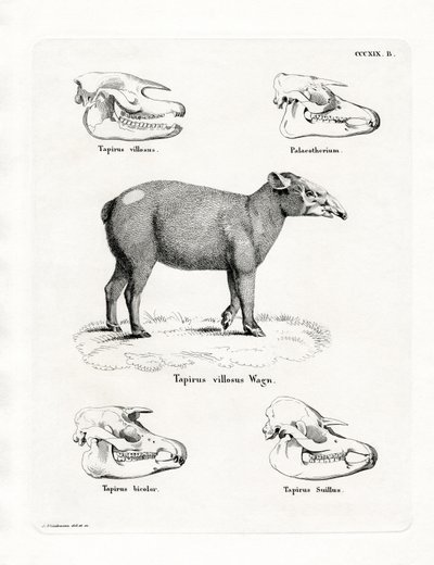 Tapirschedels door German School