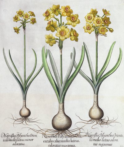 Tazetta Narcissen, uit de Hortus Eystettensis door Basil Besler (1561-1629), pub. 1613 door German School