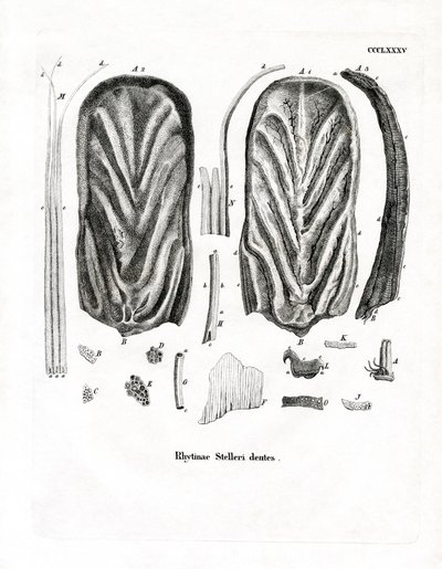 Tanden van Steller