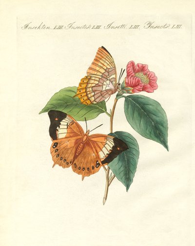 De Bernard