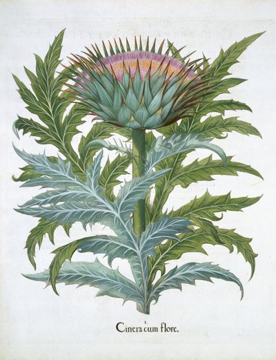 De Kardoen, uit de Hortus Eystettensis door Basil Besler (1561-1629), pub. 1613 door German School