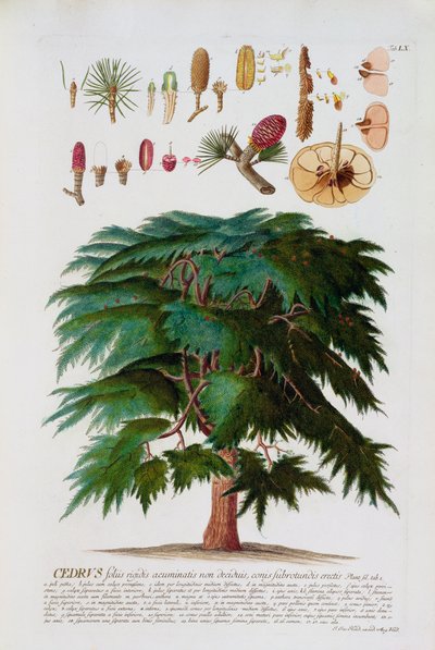 De Ceder, gegraveerd door Johann Jakob Haid (1704-67) plaat 60 uit een botanisch boek, uitgegeven door Augustus Vind door German School