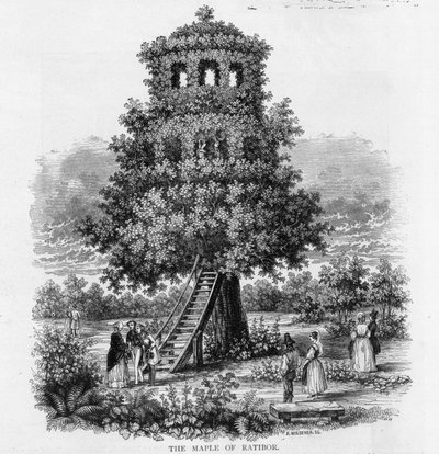 De Esdoorn van Ratibor, Silezië, 1893 door German School